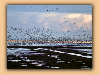 Vogelschutzgebiet Vejlerne (13).jpg